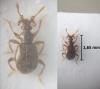 Bryaxis curtisii